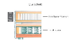 Querschnitt